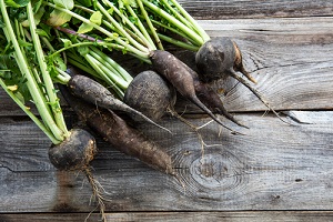 Radis noirs ou d'hiver en graines pour potagers